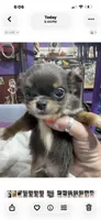 Blue Longcoat Male, a male Chihuahua for sale in Abbeville, SC – 4 of 10