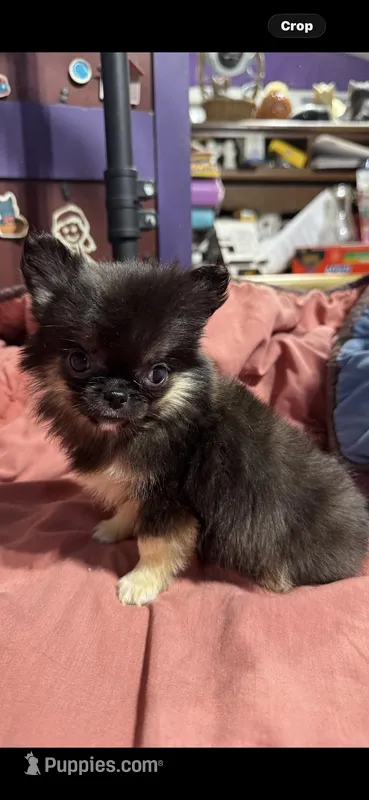 LC BlkF – Chihuahua puppy for sale in Abbeville, SC