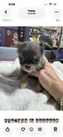Blue Longcoat Male, a male Chihuahua for sale in Abbeville, SC – 3 of 10