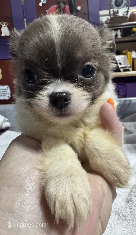 Blue/fawn Chih long coat – Chihuahua puppy for sale in Abbeville, SC