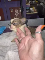 Spotted tri color Chih longcoat, a male Chihuahua for sale in Abbeville, SC – 4 of 10