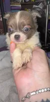Blue/fawn Chih long coat, a male Chihuahua for sale in Abbeville, SC – 3 of 10