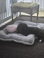 Harper, a female Sheepadoodle for sale in Duryea, PA – 3 of 4