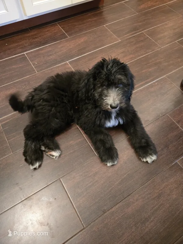 Harper – Sheepadoodle puppy for sale in Duryea, PA