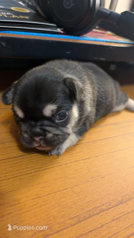Princesa  – French Bulldog puppy for sale in Madelia, MN