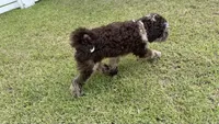 Sailor, a male Australian Labradoodle for sale in Rosemary Beach, FL – 6 of 8
