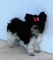 Bean, a female Yorkipoo for sale in Miami Beach, FL – Photo 5 of 7