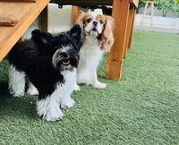 Bean, a female Yorkipoo for sale in Miami Beach, FL – Photo 6 of 7