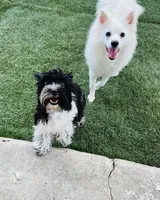 Bean, a female Yorkipoo for sale in Miami Beach, FL – Photo 7 of 7