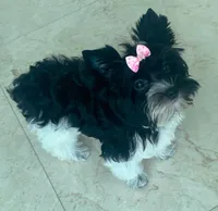 Bean, a female Yorkipoo for sale in Miami Beach, FL – Photo 4 of 7