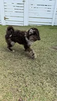 Sailor, a male Australian Labradoodle for sale in Rosemary Beach, FL – 4 of 8