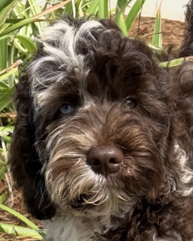 Sailor – Australian Labradoodle puppy for sale in Rosemary Beach, FL