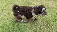 Sailor, a male Australian Labradoodle for sale in Rosemary Beach, FL – 5 of 8