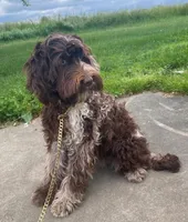 Sailor, a male Australian Labradoodle for sale in Rosemary Beach, FL – 8 of 8