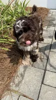 Sailor, a male Australian Labradoodle for sale in Rosemary Beach, FL – 3 of 8