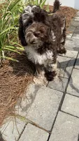 Sailor, a male Australian Labradoodle for sale in Rosemary Beach, FL – 2 of 8