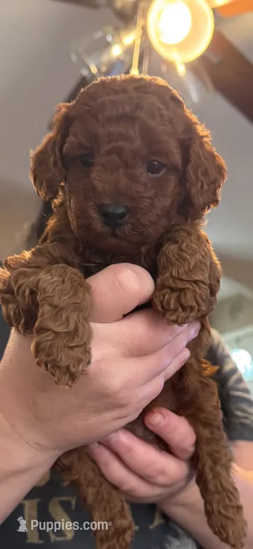 Teddy – Poodle - Toy  puppy for sale in Auburn Hills, MI