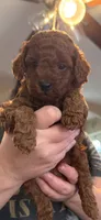 Teddy, a male Poodle - Toy  for sale in Auburn Hills, MI – 1 of 1