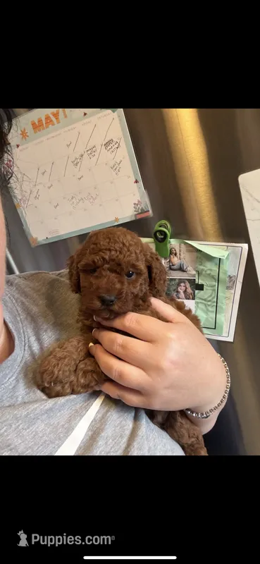 Coco – Poodle - Toy  puppy for sale in Auburn Hills, MI
