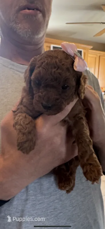 Coco – Poodle - Toy  puppy for sale in Auburn Hills, MI