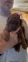Coco, a female Poodle - Toy  for sale in Auburn Hills, MI – 1 of 1