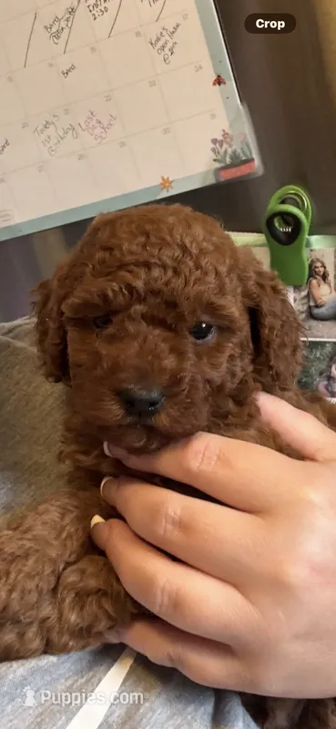 Coco – Poodle - Toy  puppy for sale in Auburn Hills, MI