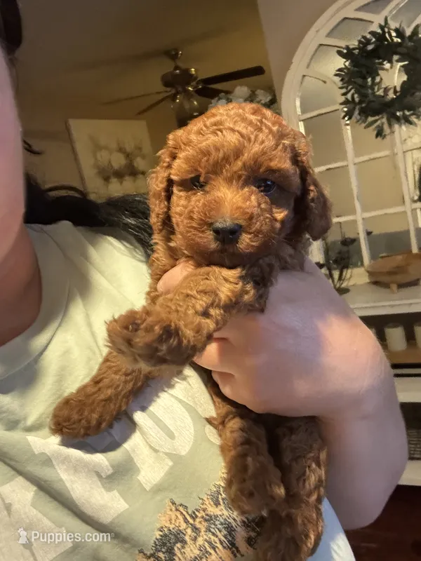 Coco – Poodle - Toy  puppy for sale in Auburn Hills, MI