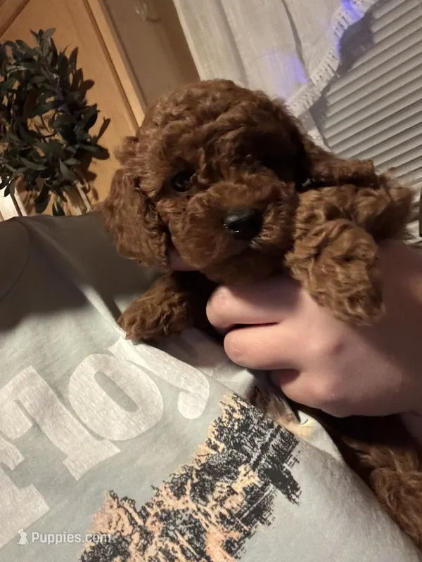 Coco – Poodle - Toy  puppy for sale in Auburn Hills, MI