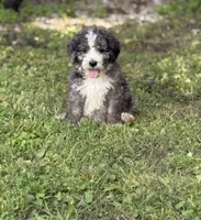 Jasper, a male Bernedoodle for sale in Vincennes, IN – 1 of 4