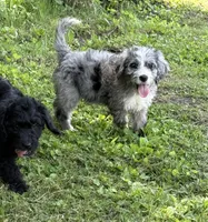 Opal, a female Bernedoodle for sale in Vincennes, IN – 2 of 6