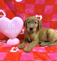 AKC Green Collar, a male Golden Retriever for sale in Vincennes, IN – Photo 2 of 2