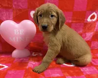 AKC Green Collar, a male Golden Retriever for sale in Vincennes, IN – Photo 1 of 2