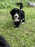 Jewels, a female Bernedoodle for sale in Vincennes, IN – 2 of 5
