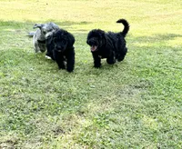 Sapphire, a female Bernedoodle for sale in Vincennes, IN – 4 of 5