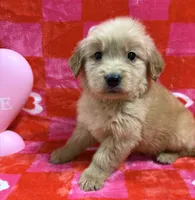AKC Tiny, a male Golden Retriever for sale in Vincennes, IN – Photo 2 of 2