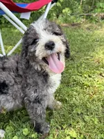 Jasper, a male Bernedoodle for sale in Vincennes, IN – 4 of 4