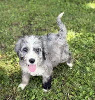 Opal, a female Bernedoodle for sale in Vincennes, IN – 5 of 6