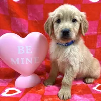 AKC Blue, a male Golden Retriever for sale in Vincennes, IN – Photo 1 of 2