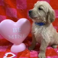 AKC Blue, a male Golden Retriever for sale in Vincennes, IN – Photo 2 of 2