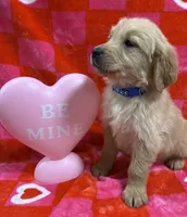 AKC Blue, a male Golden Retriever for sale in Vincennes, IN – Photo 2 of 2