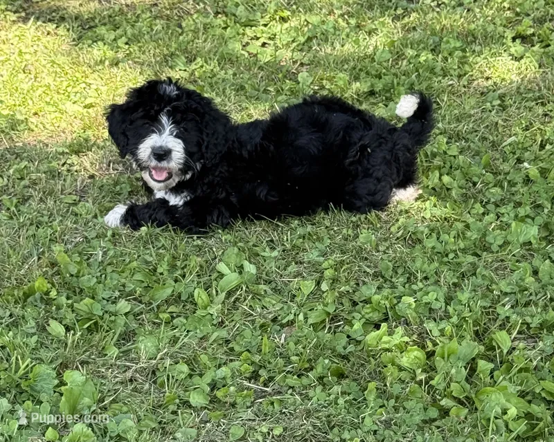 Jewels – Bernedoodle puppy for sale in Vincennes, IN