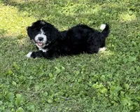 Jewels, a female Bernedoodle for sale in Vincennes, IN – 1 of 5