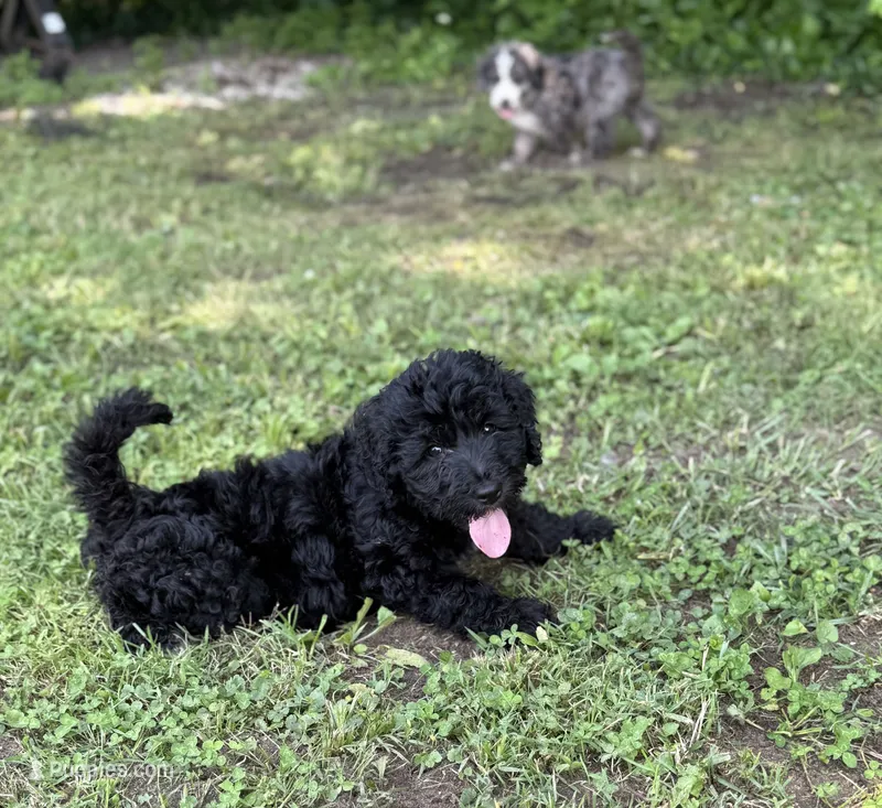 Sapphire – Bernedoodle puppy for sale in Vincennes, IN