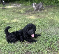 Sapphire, a female Bernedoodle for sale in Vincennes, IN – 1 of 5