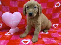 AKC yellow collar, a male Golden Retriever for sale in Vincennes, IN – Photo 2 of 2