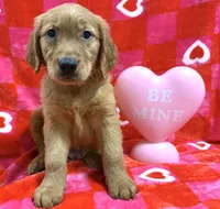 AKC yellow collar, a male Golden Retriever for sale in Vincennes, IN – Photo 1 of 2