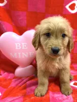AKC yellow, a male Golden Retriever for sale in Vincennes, IN – Photo 1 of 2