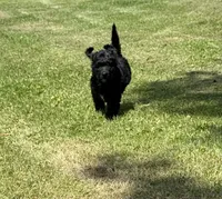 Sapphire, a female Bernedoodle for sale in Vincennes, IN – 2 of 5