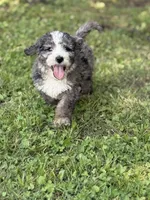 Jasper, a male Bernedoodle for sale in Vincennes, IN – 3 of 4