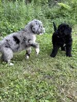 Sapphire, a female Bernedoodle for sale in Vincennes, IN – 5 of 5